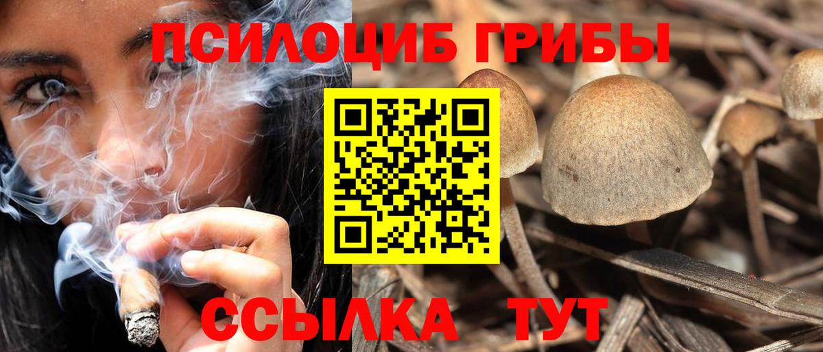Галлюциногенные грибы Psilocybine cubensis Шуя
